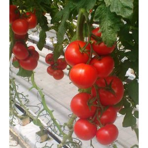 Τομάτα αναρριχώμενη Brillante F1