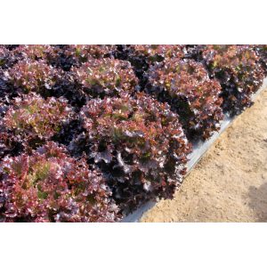 Μαρούλι Τύπου Batavia Byzantine