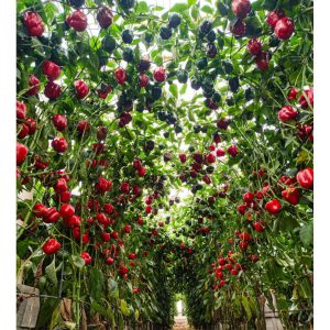 Πιπεριά τύπου Blocky Chevy F1