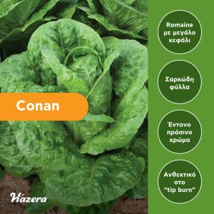 Μαρούλι Τύπου Romaine Conan