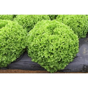 Μαρούλι Τύπου Batavia Dragone