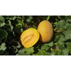 Πεπόνι τύπου Ananas Enterprise F1