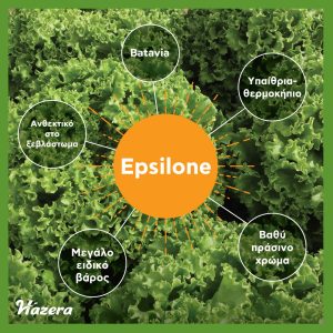 Μαρούλι Τύπου Batavia Epsilone