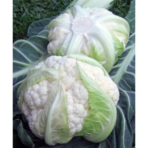 Κουνουπίδι Italis F1