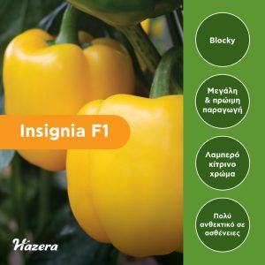 Πιπεριά τύπου Blocky Insignia F1