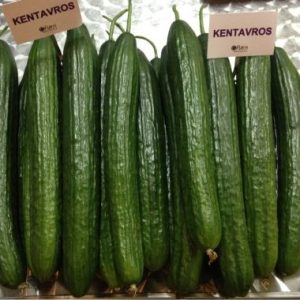 ΣΠΟΡΟΣ ΑΓΓΟΥΡΙ KENTAVROS F1