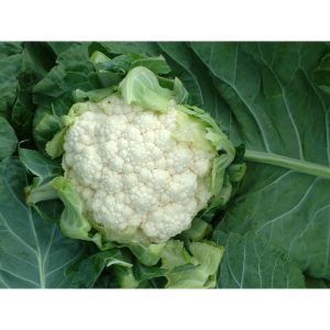 Κουνουπίδι Locris F1