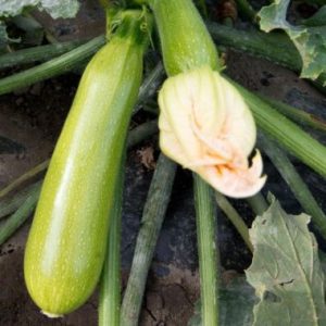 ΣΠΟΡΟΣ ΚΟΛΟΚΥΘΙ MAJESTEE F1