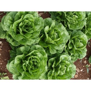 Μαρούλι Τύπου Romaine Morales