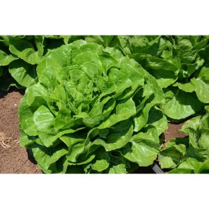 Μαρούλι Τύπου Romaine Morris