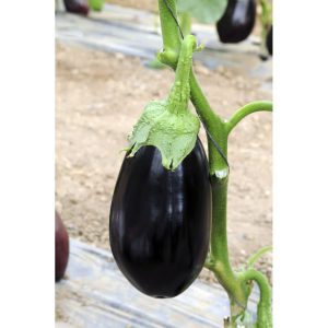 Μελιτζάνα τύπου Φλάσκα Tasca F1