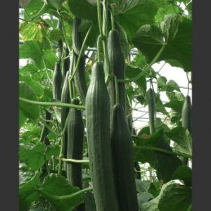 ΣΠΟΡΟΣ ΑΓΓΟΥΡΙ TRITONAS F1