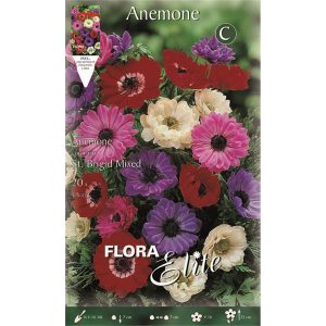 Ανεμώνη Saint Brigid Μίγμα 806124