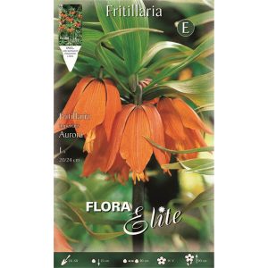 Φριτιλλάρια Aurora 446603