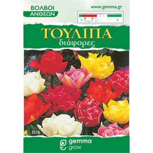 Τουλίπα διάφορες μίγμα 3578