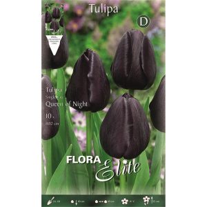 Τουλίπα Queen of night 246401
