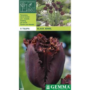 Τουλίπα Purple Crystal 789304