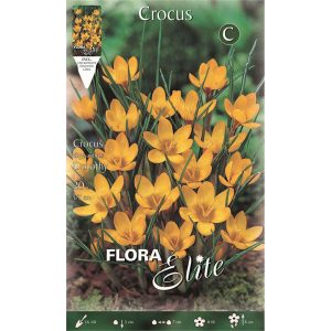Κρόκος Dorothy 415524