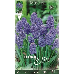 Μούσκαρι Blue spike 477409