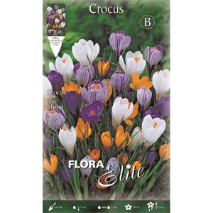 Κρόκος Γίγας Μίγμα 407406