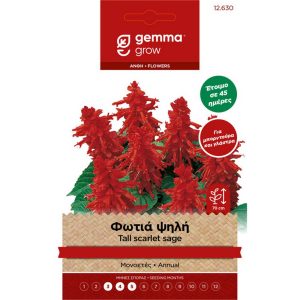 Φωτιά Ψηλή φάκελος σπόρων