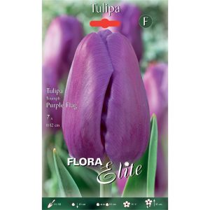 Τουλίπα Purple Flag (Φακ. 7 τεμ)